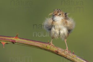 Foto di Beccamoschino (Cisticola juncidis)