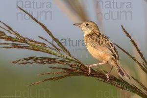 Foto di Beccamoschino (Cisticola juncidis)
