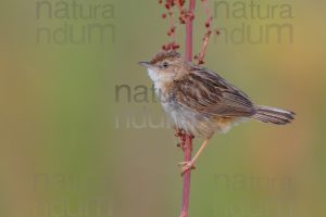 Foto di Beccamoschino (Cisticola juncidis)