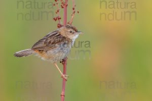 Foto di Beccamoschino (Cisticola juncidis)