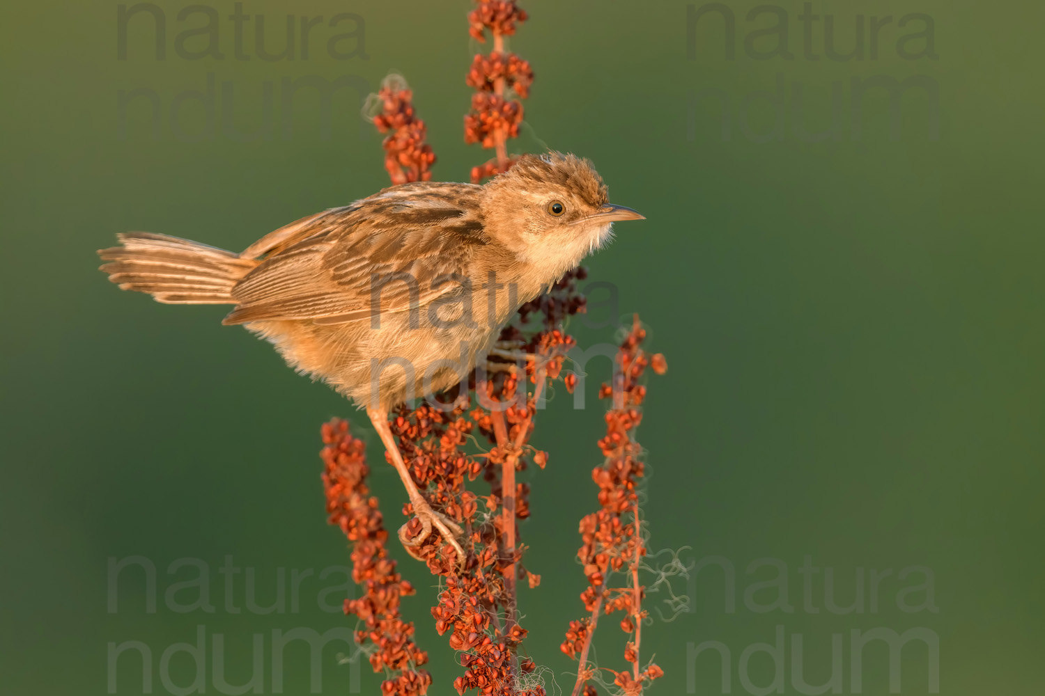 Foto di Beccamoschino (Cisticola juncidis)