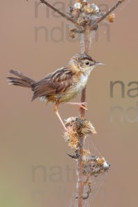 Photos of Zitting Cisticola (Cisticola juncidis)