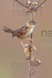 Foto di Beccamoschino (Cisticola juncidis)