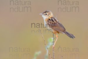 Foto di Beccamoschino (Cisticola juncidis)