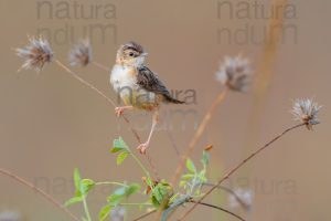 Foto di Beccamoschino (Cisticola juncidis)