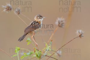Photos of Zitting Cisticola (Cisticola juncidis)