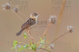 Foto di Beccamoschino (Cisticola juncidis)