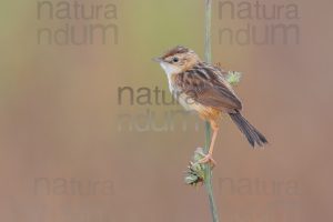 Foto di Beccamoschino (Cisticola juncidis)