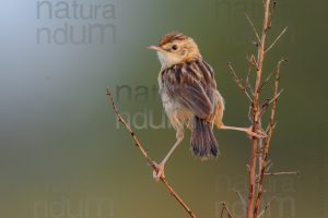 Foto di Beccamoschino (Cisticola juncidis)