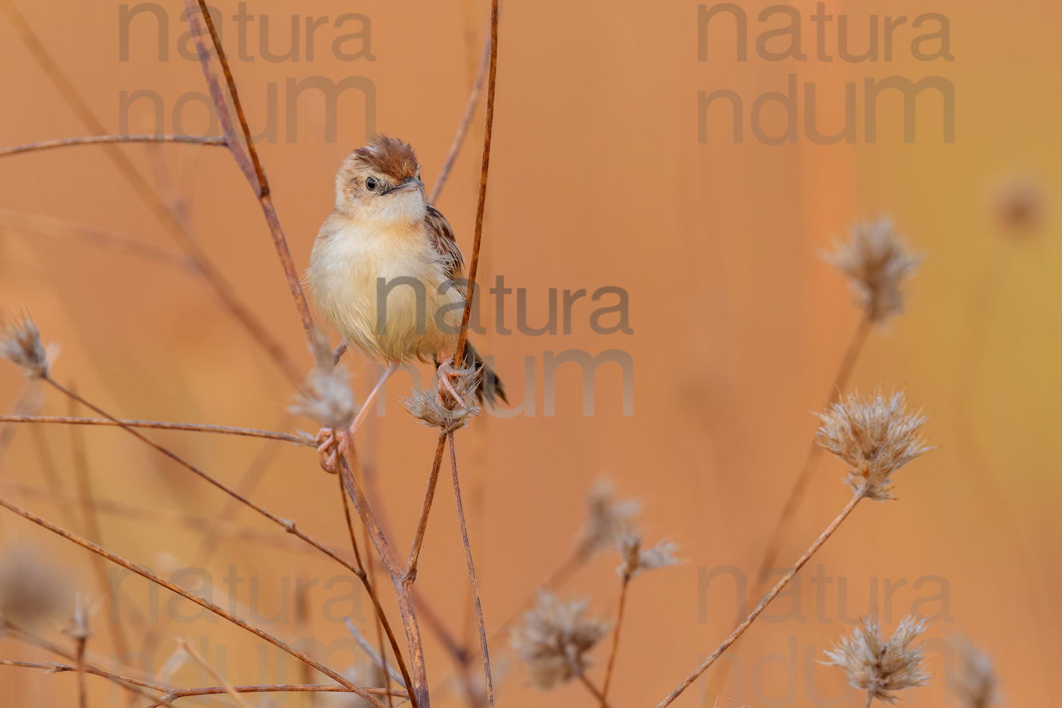 Foto di Beccamoschino (Cisticola juncidis)