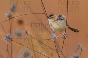 Photos of Zitting Cisticola (Cisticola juncidis)