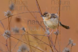 Foto di Beccamoschino (Cisticola juncidis)