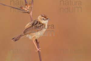 Foto di Beccamoschino (Cisticola juncidis)