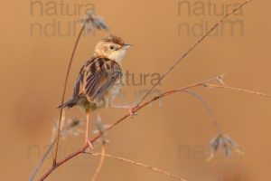 Photos of Zitting Cisticola (Cisticola juncidis)