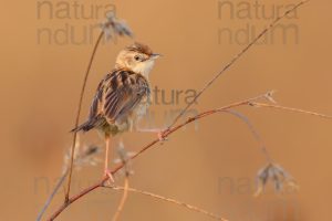 Foto di Beccamoschino (Cisticola juncidis)