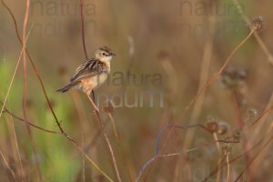 Foto di Beccamoschino (Cisticola juncidis)