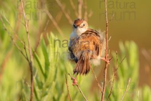 Foto di Beccamoschino (Cisticola juncidis)