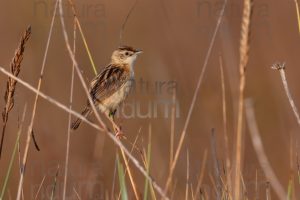 Foto di Beccamoschino (Cisticola juncidis)