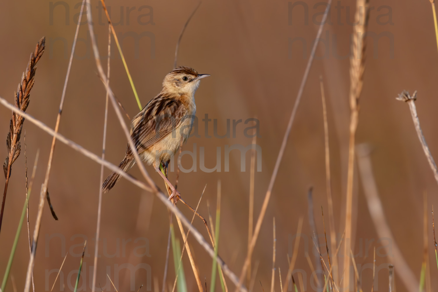 Photos of Zitting Cisticola (Cisticola juncidis)