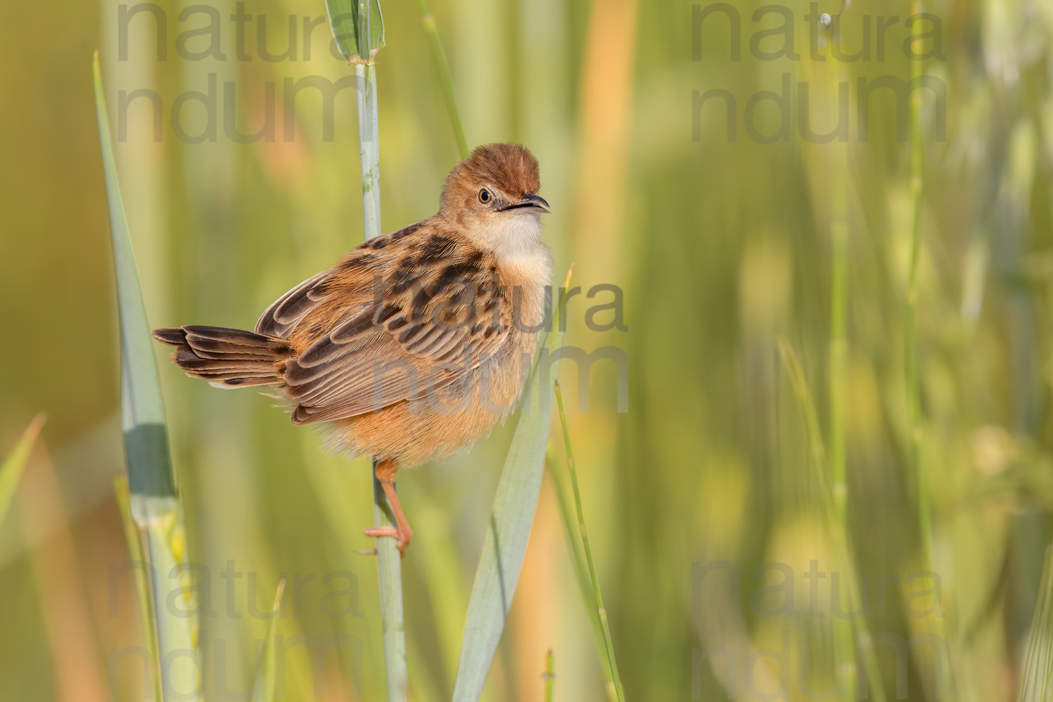 Photos of Zitting Cisticola (Cisticola juncidis)