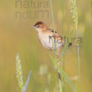 Foto di Beccamoschino (Cisticola juncidis)