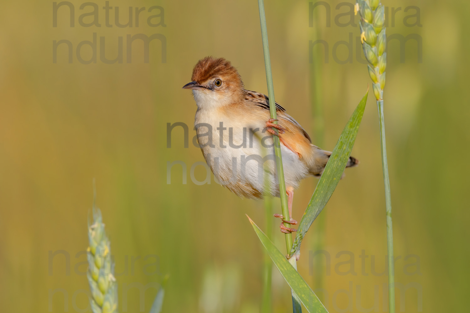 Foto di Beccamoschino (Cisticola juncidis)