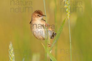 Foto di Beccamoschino (Cisticola juncidis)