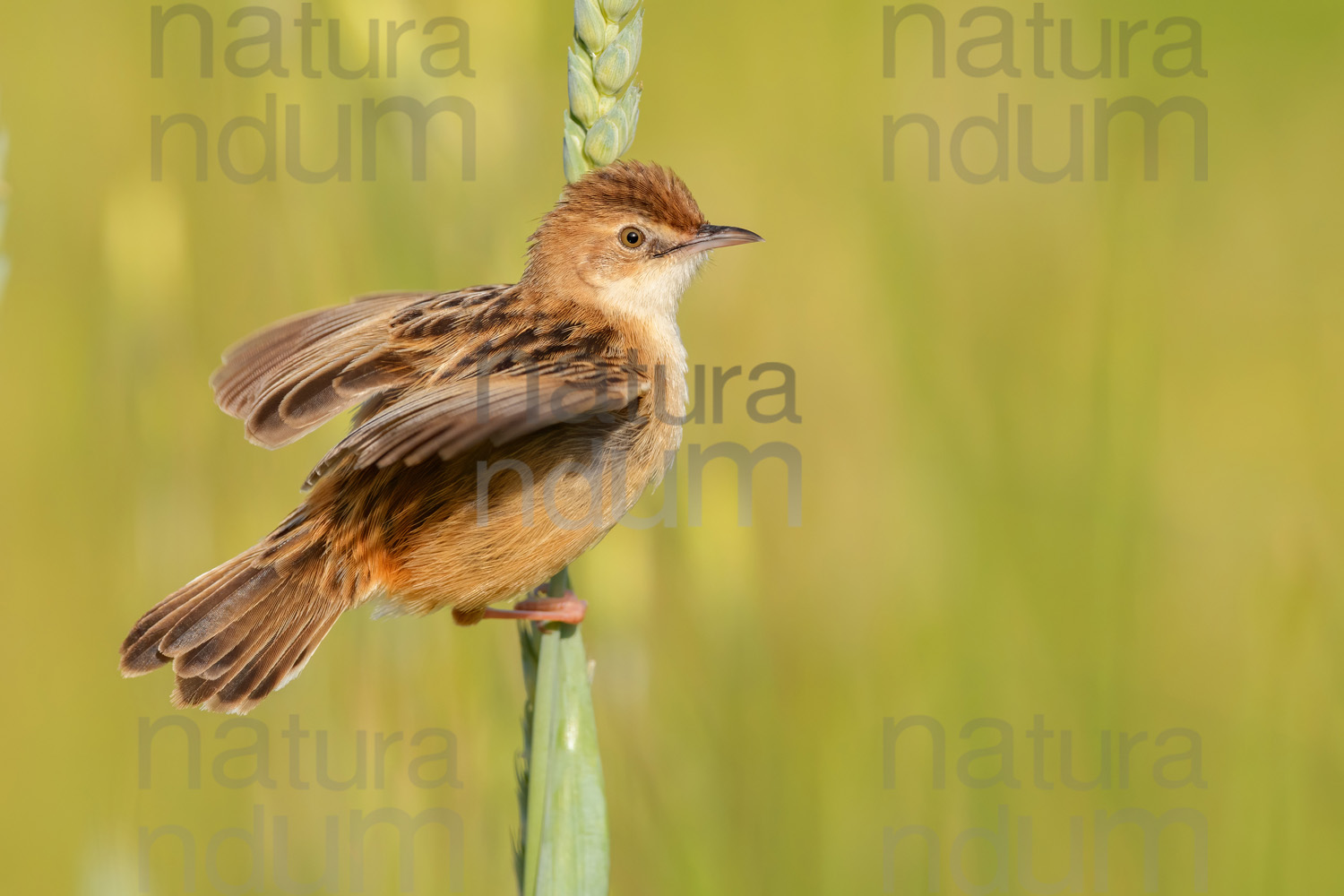 Foto di Beccamoschino (Cisticola juncidis)