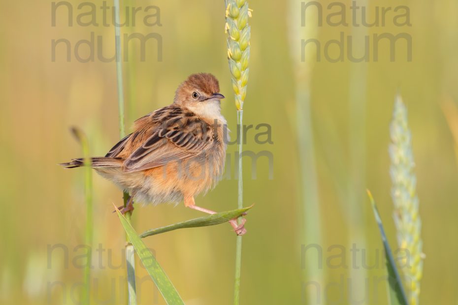 Foto di Beccamoschino (Cisticola juncidis)