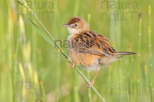 Foto di Beccamoschino (Cisticola juncidis)