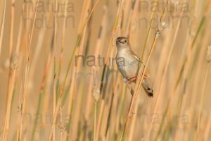 Foto di Beccamoschino (Cisticola juncidis)