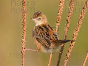Photos of Zitting Cisticola (Cisticola juncidis)