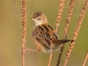 Foto di Beccamoschino (Cisticola juncidis)