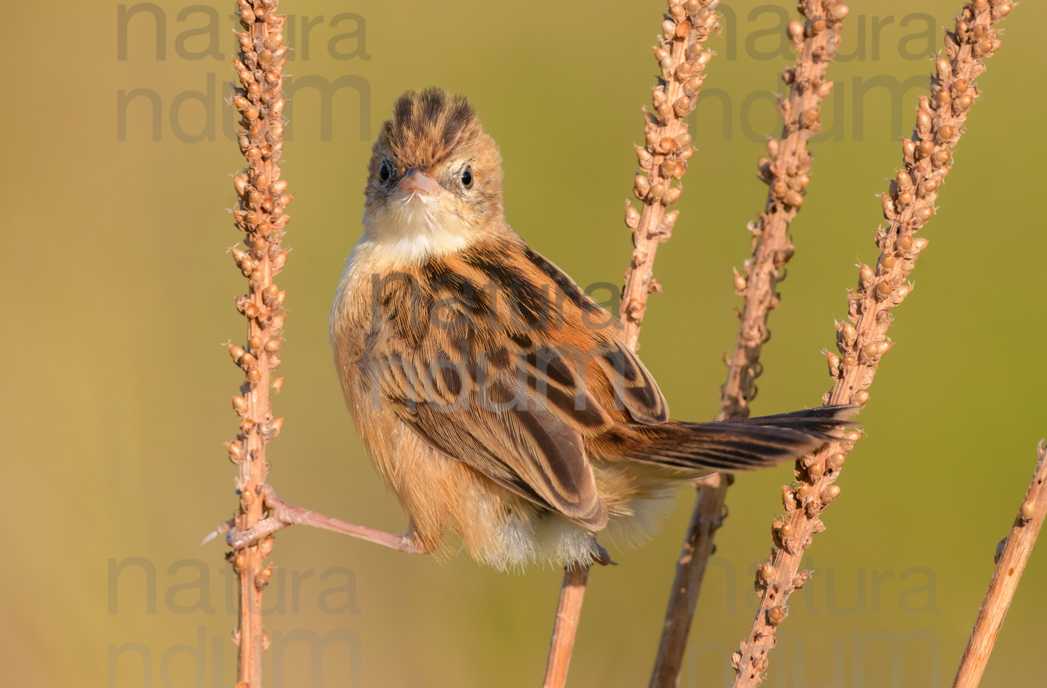 Foto di Beccamoschino (Cisticola juncidis)