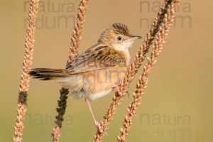 Foto di Beccamoschino (Cisticola juncidis)