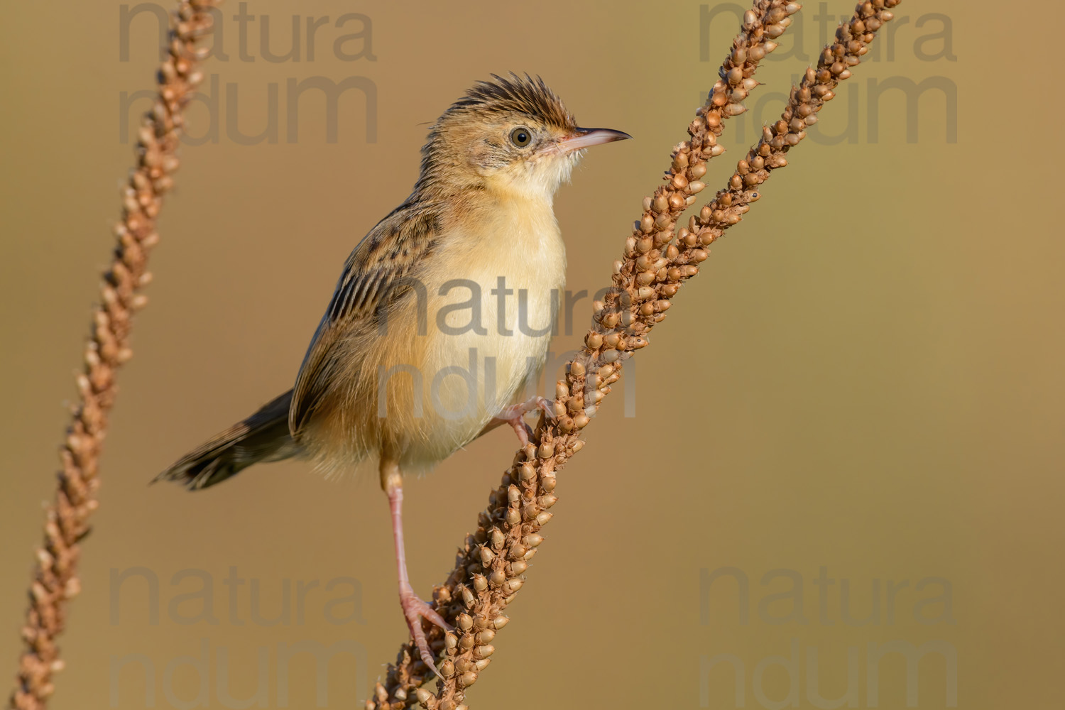 Foto di Beccamoschino (Cisticola juncidis)