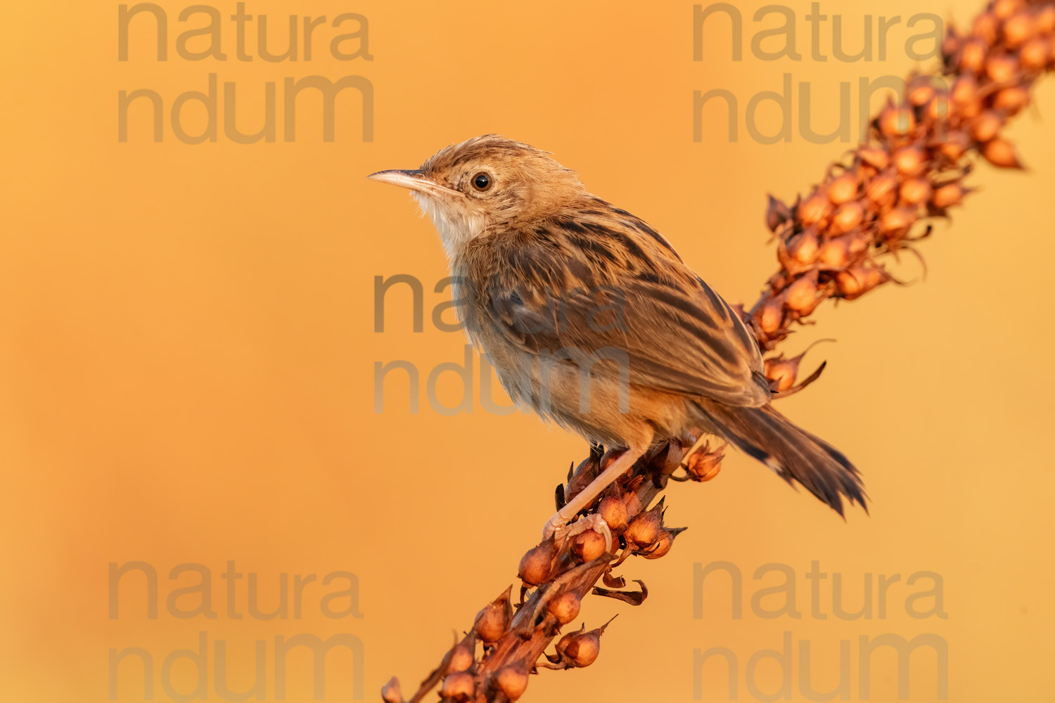 Foto di Beccamoschino (Cisticola juncidis)