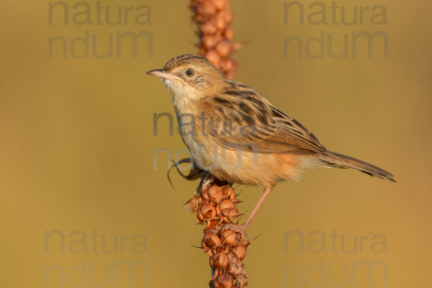 Foto di Beccamoschino (Cisticola juncidis)