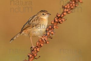 Foto di Beccamoschino (Cisticola juncidis)