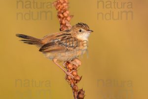 Foto di Beccamoschino (Cisticola juncidis)