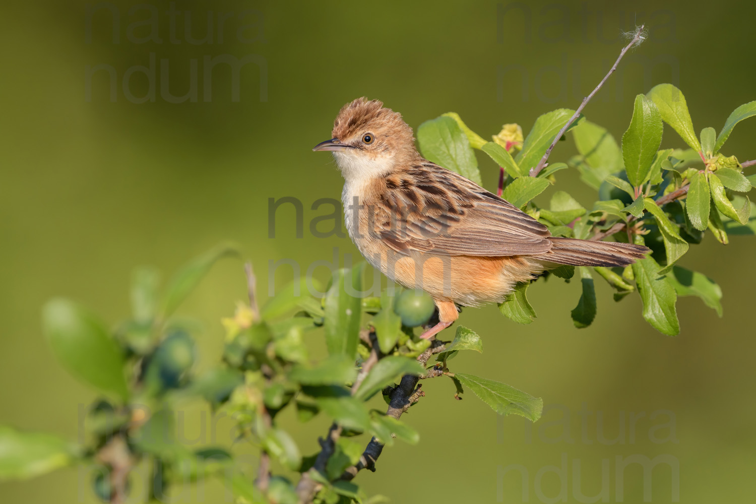 Foto di Beccamoschino (Cisticola juncidis)