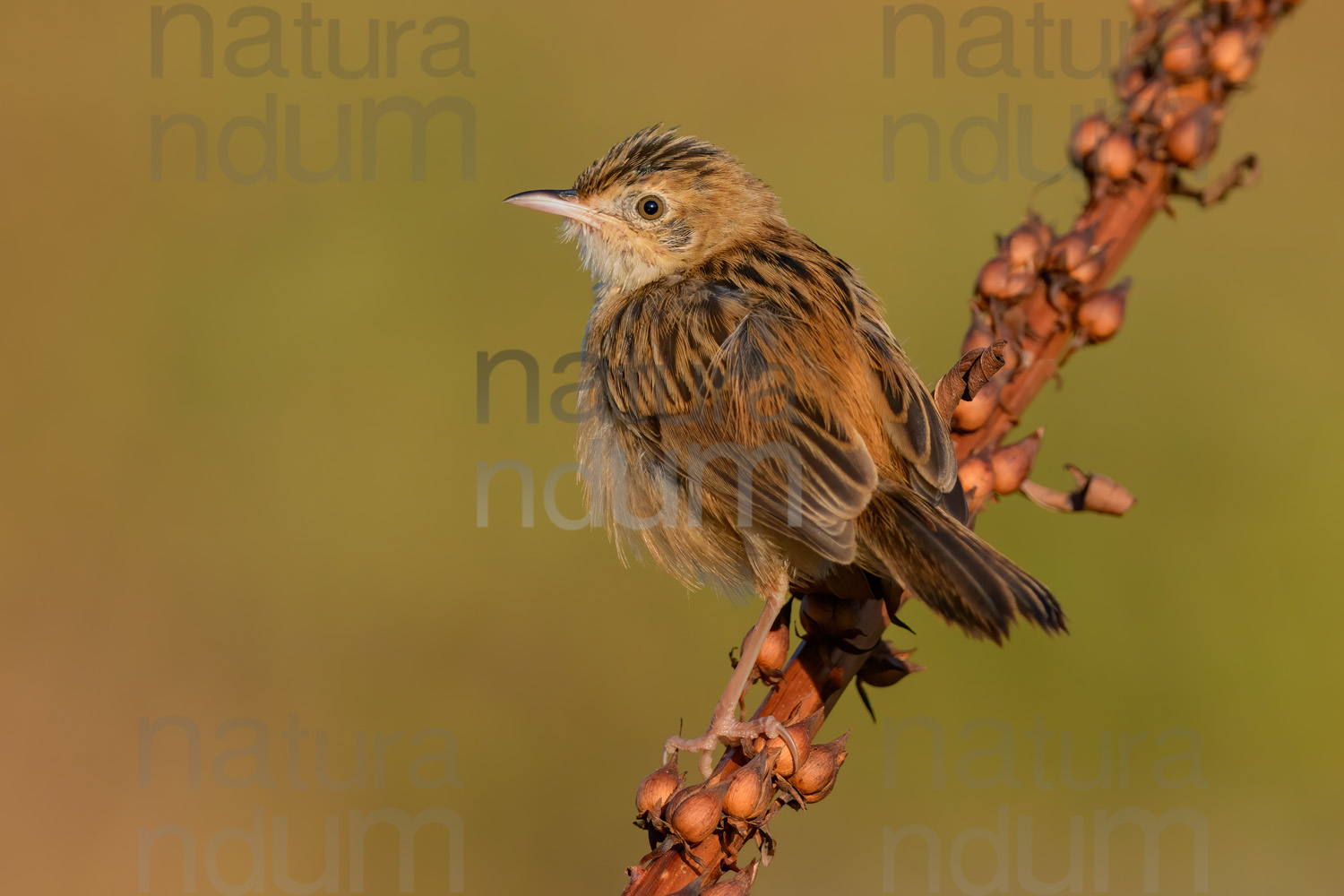 Foto di Beccamoschino (Cisticola juncidis)