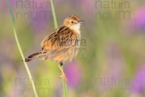 Foto di Beccamoschino (Cisticola juncidis)