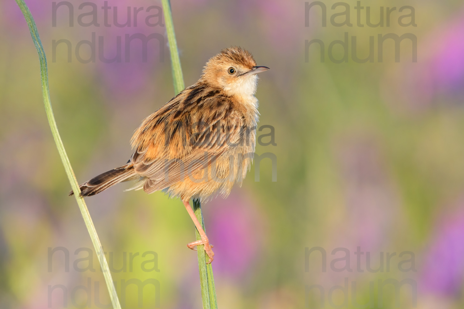 Foto di Beccamoschino (Cisticola juncidis)