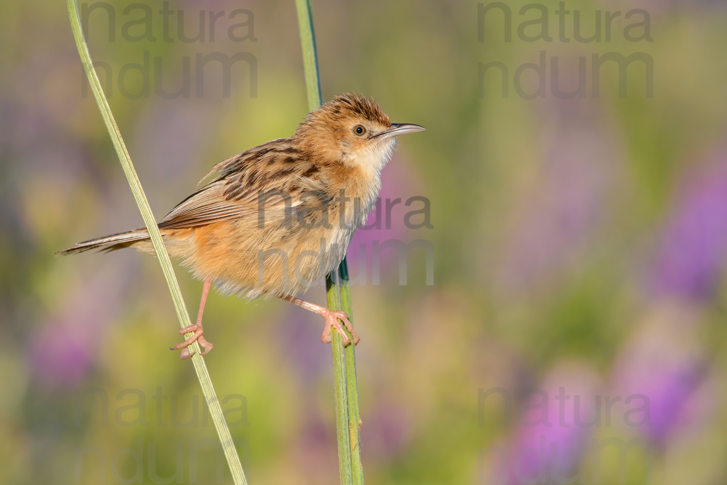 Foto di Beccamoschino (Cisticola juncidis)