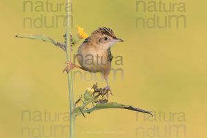 Photos of Zitting Cisticola (Cisticola juncidis)
