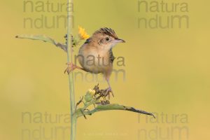 Foto di Beccamoschino (Cisticola juncidis)