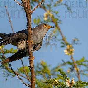Photos of Common Cuckoo (Cuculus canorus)