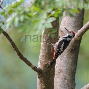 Photos of Middle Spotted Woodpecker (Dendrocopos medius)