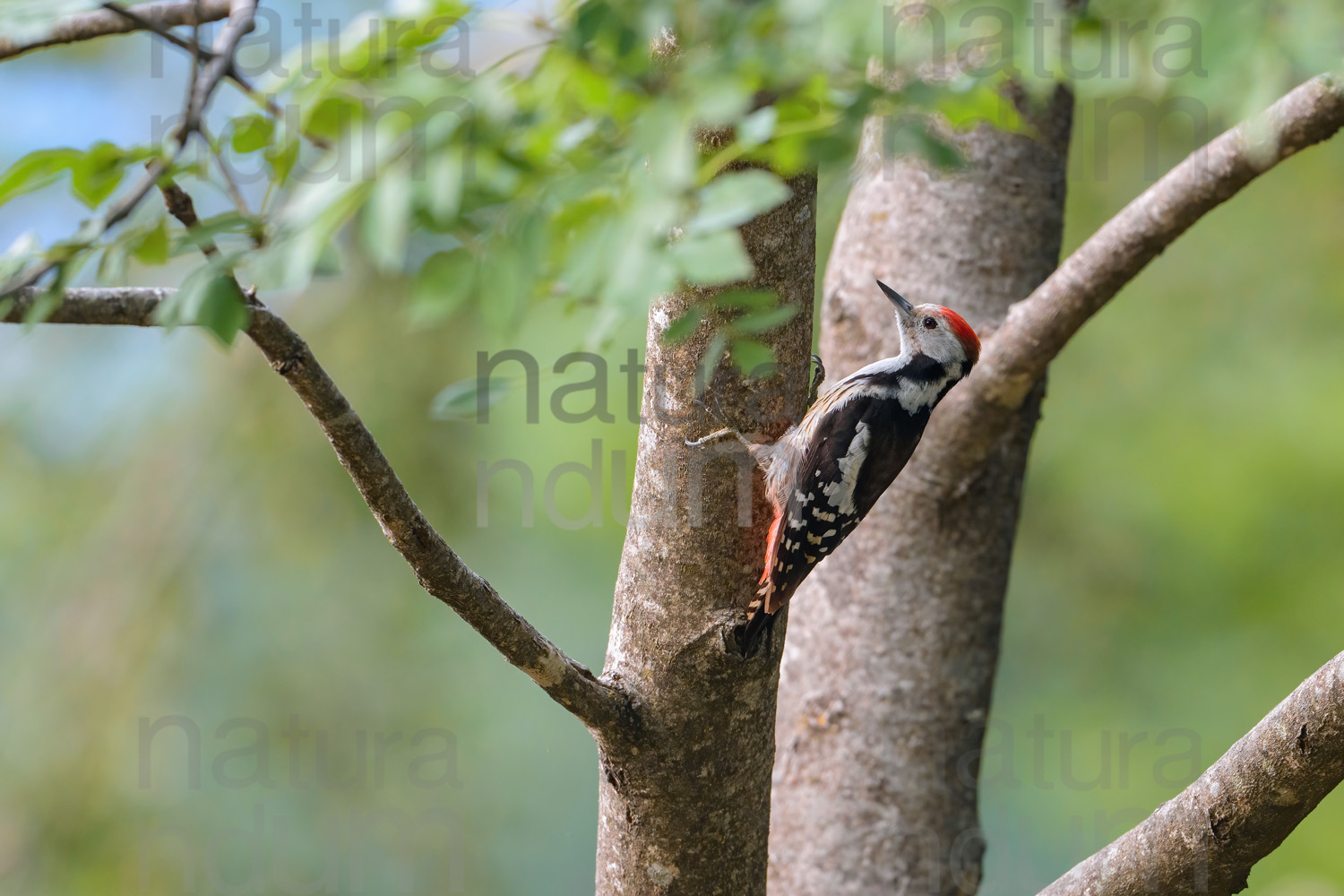 Foto di Picchio rosso mezzano (Dendrocopos medius)